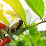 Why Tree Trimming Is Very Important For Trees Maintenance?