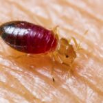 Bed bugs