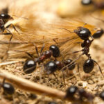 A homeowner’s guide to black garden ants